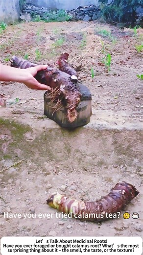 Preparing Calamus Root – Traditional Herb for Digestive Health! 🌿🍵