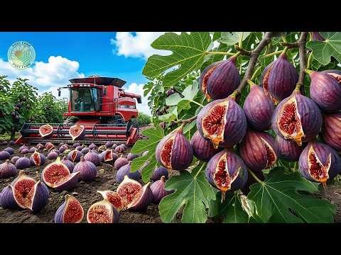 How Turkish Farmers Harvest and Process Millions of Figs | Inside Turkish Fig Farming