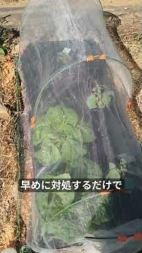 Before the insect netting gets full of insects #homegarden