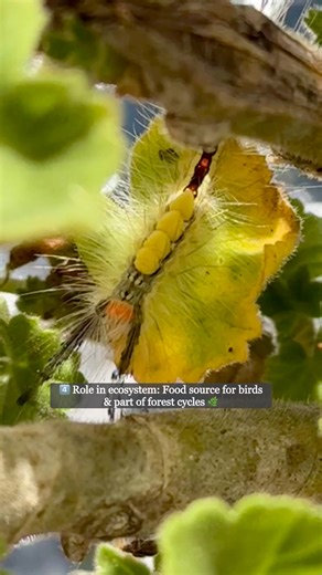 4 comments | The White-marked Tussock Moth (Orgyia leucostigma) is a...