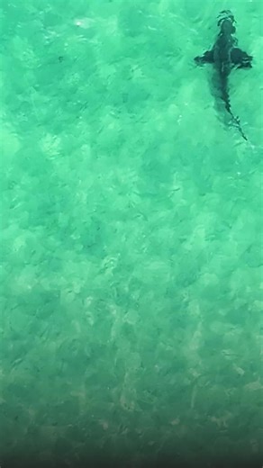 Stunning Aerial Footage of Sharks in Mangawhai