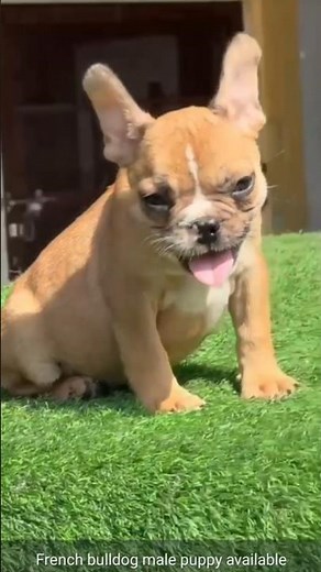 French Bulldog Puppy for Sale