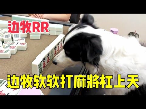 Playing mahjong with my Border Collie, Ruan Ruan, I got a four-in-a-row! This is incredible! [Bor...