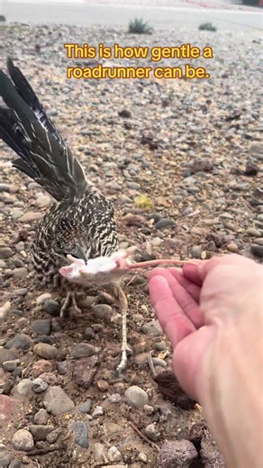 Understanding the Gentle Side of Roadrunners