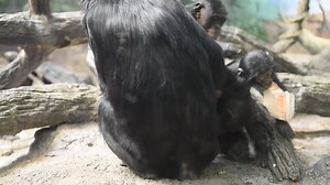 9.8K views · 615 reactions | The family that plays together, stays together. This is Kibibi (2) being chased by her big brother Zeke (5). Mom, Kimia, and dad, Vergil, are in the middle of a grooming session while the kids are playing. Zeke is a great big brother to Kibibi and plays with her often and can even be seen carrying her around the exhibit. | Cincinnati Zoo & Botanical Garden | Facebook