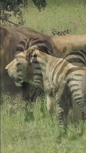 Zebras e leões da savana #curiosidades #naturezaselvagem #africa #savanaafricana