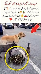A Heartwarming Lesson from Animals 🌿❤️#Animals#Kindness#Heartwarming#Ducks#DogLovers#Inspirational