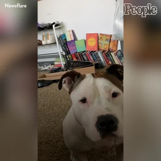 Dog Comforts Crying Woman