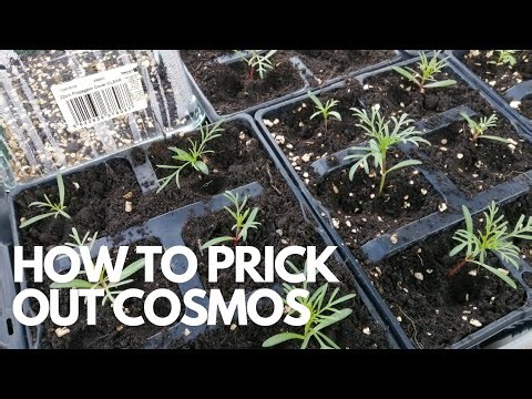 How to prick out cosmos: step by step