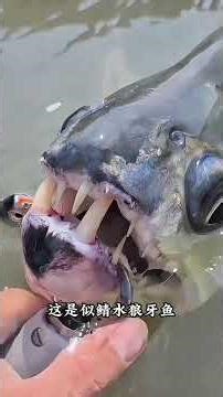 Bizarre Fish Galore: Are They Safe to Eat