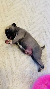 I CANNOT ... HANDLE THE STAGE OF CUTENESS THE BABIES ARE AT!!! They are just at that special age of being total roly polys, clumsy, adorable, chunky pug babies who are just starting to walk, play and KISS! When Kern and Fig gave me a kiss today I melted! How are such tiny babies already so affectionate and human driven? They already react to my squeaky pug voice and know when I enter the room. Pug puppies stress me out, they are so much responsibility & work, but no denying that it's a blessing 