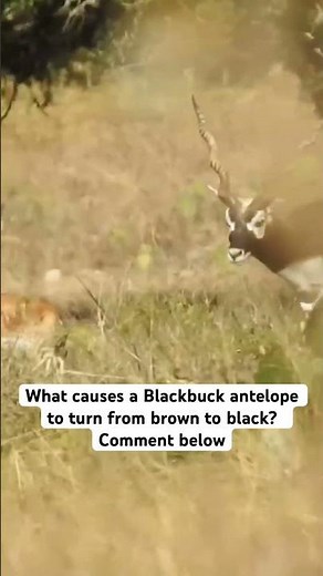 How Do Blackbuck Antelope Turn Black? #hunting #wildlife #deer #animal #outdoors