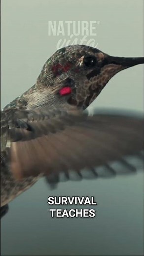 Tiny Hummingbird: UNBELIEVABLE Speed & Energy! #wildlife #nature #documentary