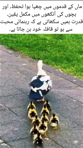 A Mother Duck Leading Her Ducklings – A Beautiful Lesson from Nature#MotherAndChild#NatureLesson#Duc