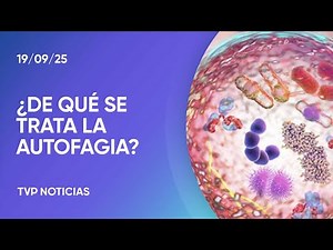 La autofagia es un proceso natural de reciclaje celular