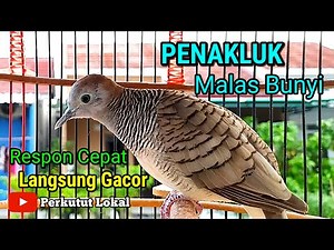 Perkutut lokal gacor Suara Paling Ampuh Untuk Pancingan Perkutut Agar Cepat Bunyi #perkututlokal