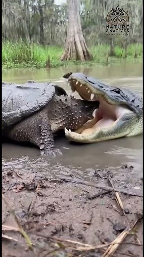 Ancient Reptile War: Alligator vs Snapping Turtle #shortsfeed #wildlife #animalfight