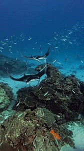 A ray of light 🌞 Did you know there are 133 species of sharks and rays on the Great Barrier Reef? They range from small, cryptic species such as the epaulette shark to large, migratory species such as the whale shark. 📹@irie_vibes_high_on_life #Reef #GreatBarrierReef #LovetheReef | Great Barrier Reef Marine Park Authority