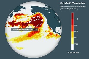 Human Activity Creates Warming Pool in the Pacific, Hurting Marine Ecology