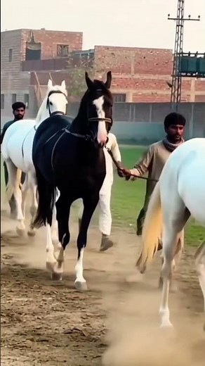 “Top Quality Stud Farm – Breeding Royal Horses for Generations!” #horse #animals #lifeisbutadream