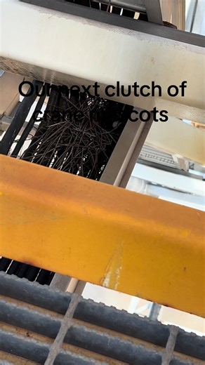 Mockingbird Nesting Behavior on Texas Cranes