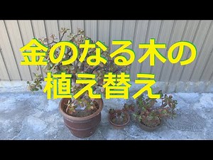 金のなる木の植え替えにチャレンジ