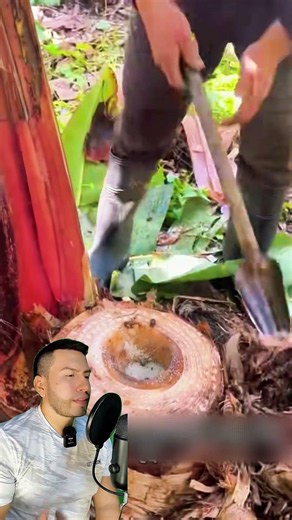 The trick to making banana seedlings make better use of fertilizer without wasting it