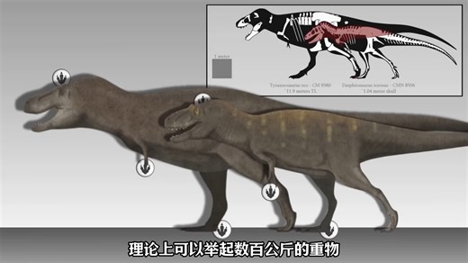 最诡异的是头骨上的那些小孔，密密麻麻布满上下颌。科学家研究了这么多年，至今搞不清楚他们到底是干什么用的。