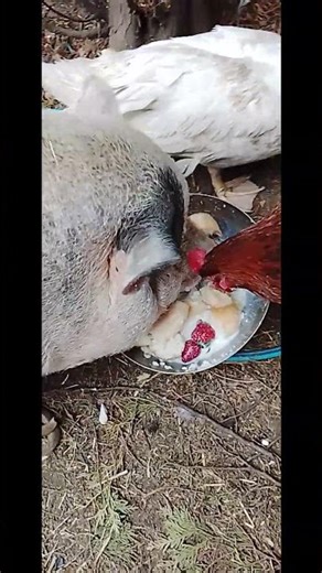 👉 “Śniadanie całej ekipy 😂🐷🐔”