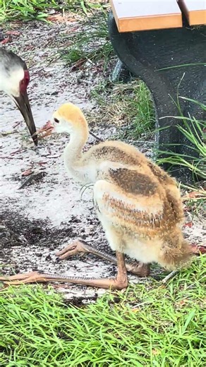 Sandhill Crane colt