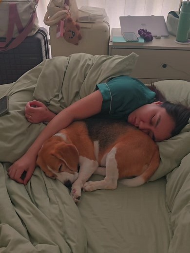 Full of black, brown, and white #makeitviral #CapCut #fyp #beagle #dogsoftiktok