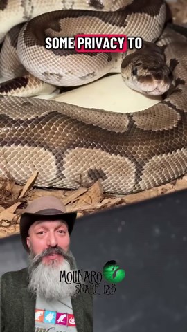 A rare look at a snake laying eggs