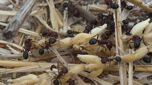 Colony Harvesting Ant Messor Semirufus Collect Stock Footage Video (100% Royalty-free) 1065880129 | Shutterstock