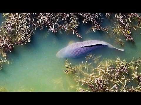 Quest For A 50lb Carp - FULL MOVIE