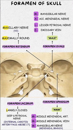 Skull Foramina Made Easy | Best Mnemonic Trick to Remember Cranial Foramens