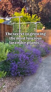 15K views · 763 reactions |  Cutting back your lavender plants helps...