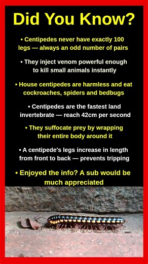 Shocking Facts About Centipedes That Will Creep You Out 🐛😱