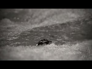 Striped Polecat Foraging