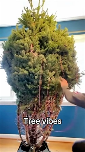 Christmas tree fail😂😂😂#funnyvideos #christmas #foryour #usa #fail