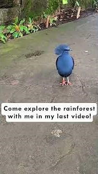 Explore the Rainforest with Gus the Gummy Gator!