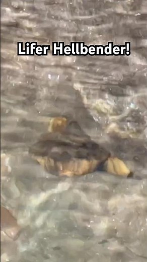 Hellbender in the Mountains of NC!