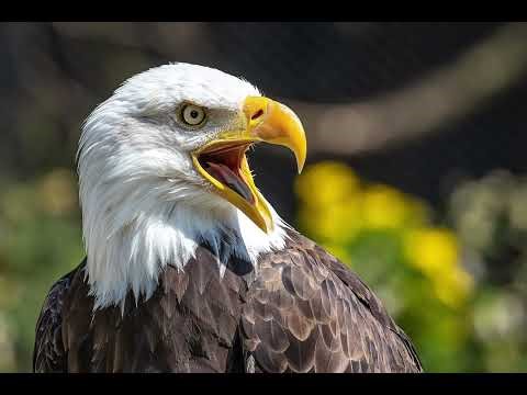What does an eagle sound like? | Real eagle screeching sound