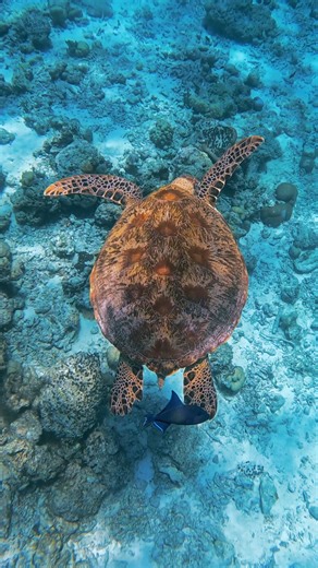 37K views · 387 reactions | Have you ever explored our #waters? In Kuredu we have great #marine diversity and a large number of #seaturtles  What do you like most about our #lagoon? | Kuredu Island Resort | Facebook