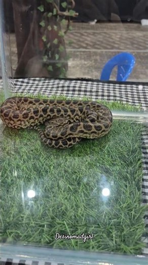 Yellow anaconda : part 5