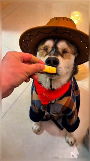 dog is so intelligent 🤓😂#funny