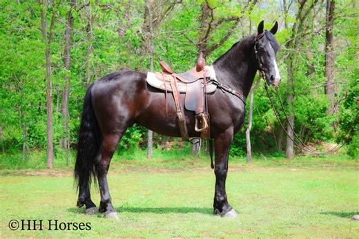 BIG, FANCY, GENTLE BLACK FRIESIAN MORGAN CROSSBRED GELDING, RIDES AND DRIVES For Sale in Fleming, Kentucky, United States of America |