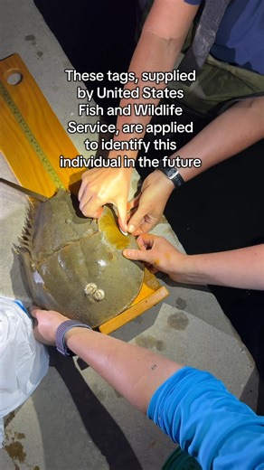 Horseshoe crabs are one of the oldest creatures on Earth, and we need your help in protecting them! As horseshoe crabs approach shorelines to breed (a.k.a spawn), we tag them! The data collected in tagging is two-fold, allowing researchers to both monitor population movements and count how many and where males and females are spawning! Horseshoe crabs will continue to spawn through June, so keep your eyes peeled while strolling our beaches and report what you see to The United States Fish and Wi