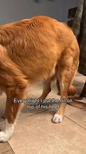 🐶🐱 A little pump goes a long way! 🐾 Add a splash of Zesty Paws Pure Salmon Oil to your pet’s meal for a tasty way to support their skin and coat health. 💛✨ | Zesty Paws