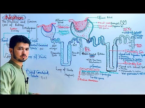 Structure and function of nephron class 12| Overview of nephron MDCAT Biology