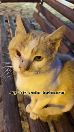 Incredible Recovery: How This Stray Cat Healed Its Eye Injury"m